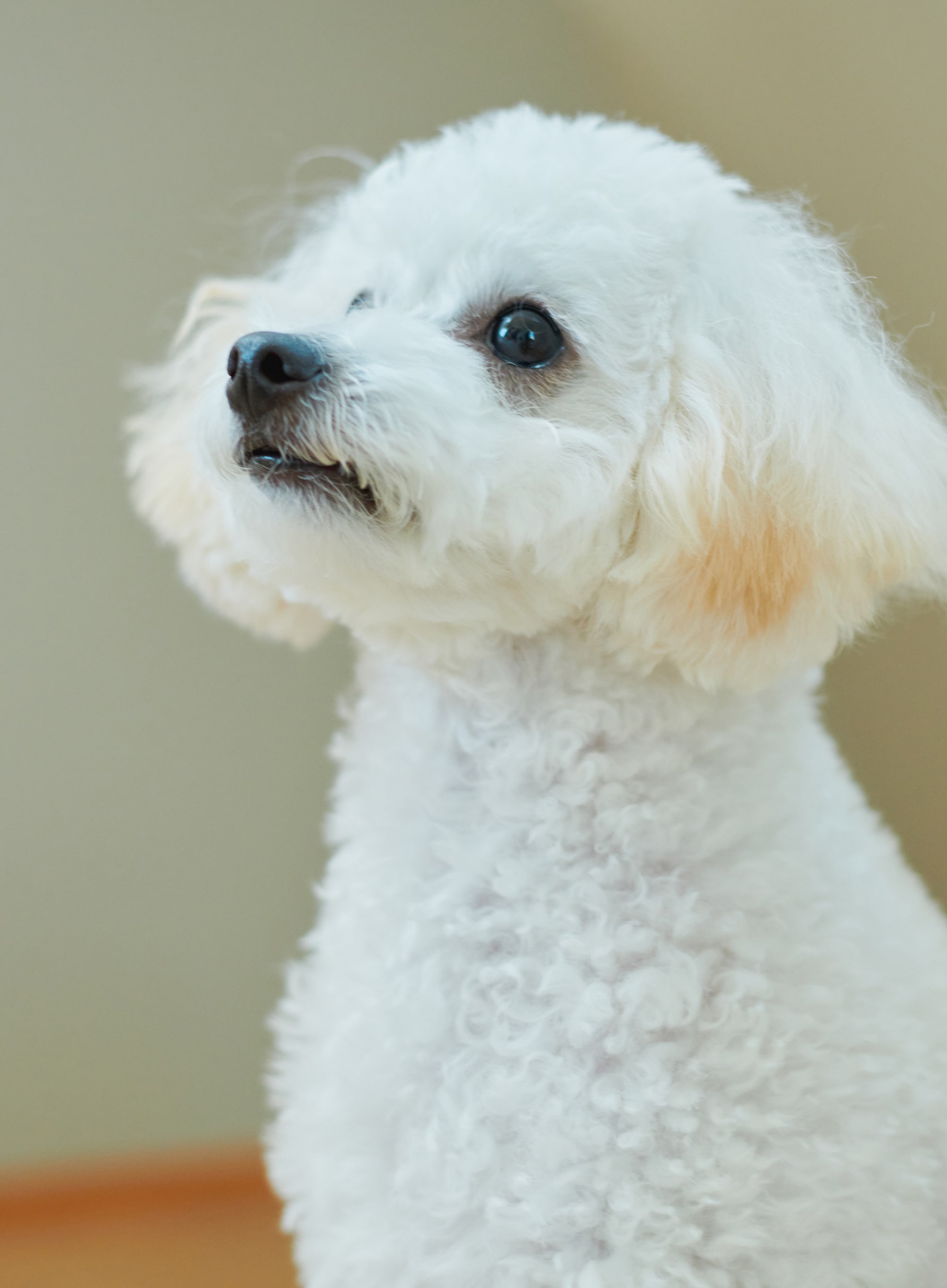 souのブランディングの画像4